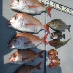 磯部釣船 直栄丸 釣果