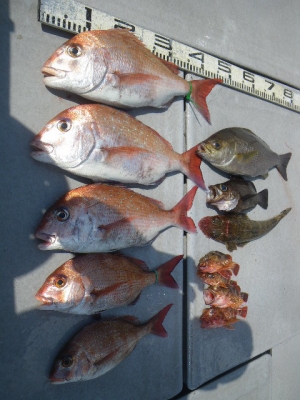 磯部釣船 直栄丸 釣果