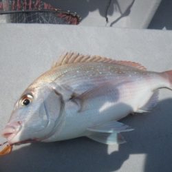 磯部釣船 直栄丸 釣果