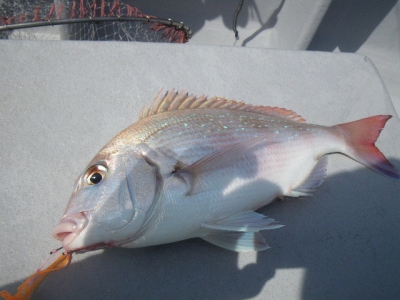 磯部釣船 直栄丸 釣果