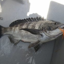 磯部釣船 直栄丸 釣果