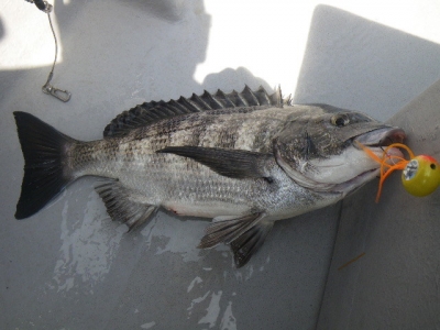 磯部釣船 直栄丸 釣果