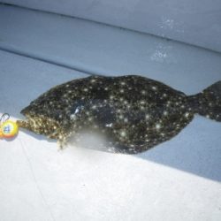 磯部釣船 直栄丸 釣果