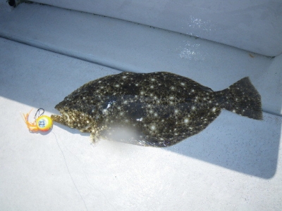 磯部釣船 直栄丸 釣果