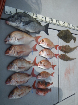 磯部釣船 直栄丸 釣果