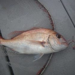 磯部釣船 直栄丸 釣果