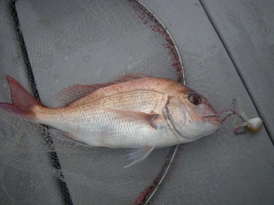 磯部釣船 直栄丸 釣果