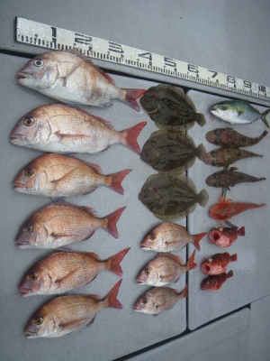 磯部釣船 直栄丸 釣果