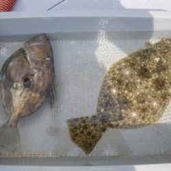 磯部釣船 直栄丸 釣果