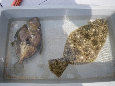 磯部釣船 直栄丸 釣果