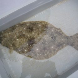 磯部釣船 直栄丸 釣果