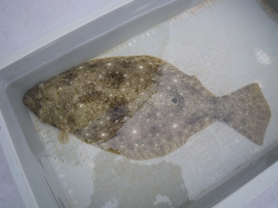 磯部釣船 直栄丸 釣果