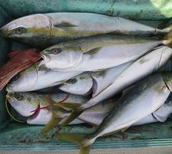 アジアマリンサービス 釣果