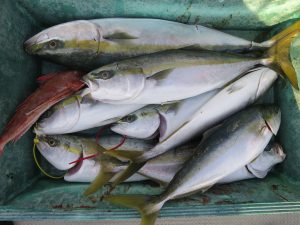 アジアマリンサービス 釣果