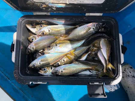 深川 吉野屋 釣果