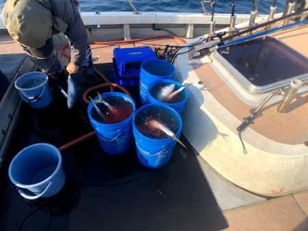 オーシャンズ 京都 釣果