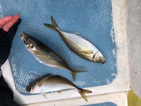深川　吉野屋 釣果