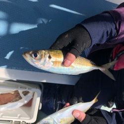 深川　吉野屋 釣果