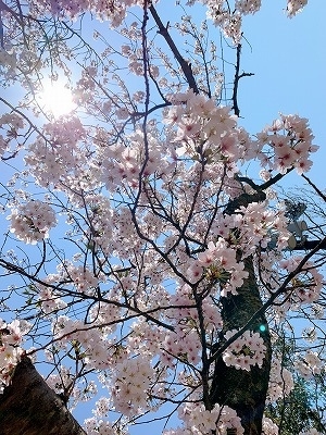 フィシングボートAir(エアー) 釣果