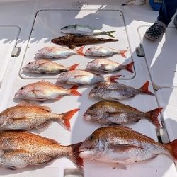 フィシングボートAir(エアー) 釣果