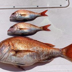 フィシングボートAir(エアー) 釣果