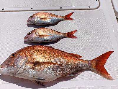 フィシングボートAir(エアー) 釣果