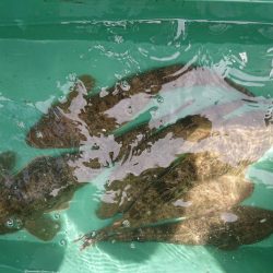 深川 吉野屋 釣果