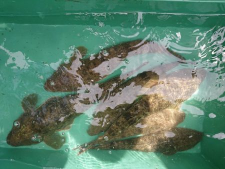 深川 吉野屋 釣果