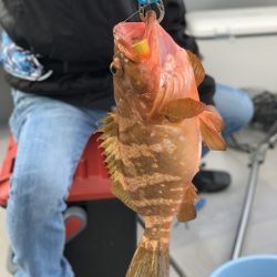 海人丸(うみんちゅまる) 釣果