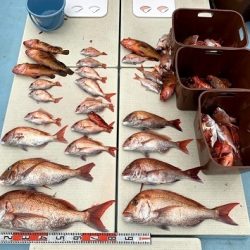 海人丸(うみんちゅまる) 釣果