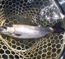 朝霞ガーデン 釣果