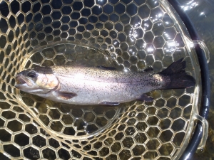 朝霞ガーデン 釣果