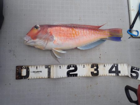 Aquanaut(アクアノート) 釣果