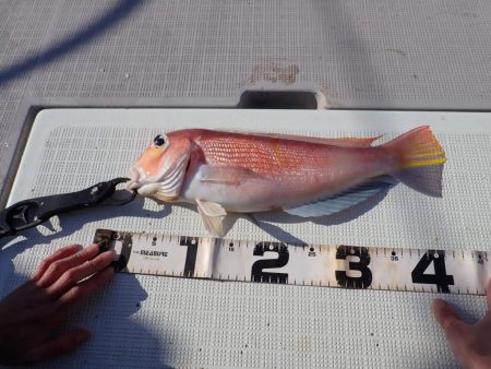 Aquanaut(アクアノート) 釣果