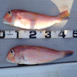 Aquanaut(アクアノート) 釣果