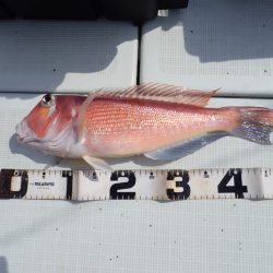 Aquanaut(アクアノート) 釣果