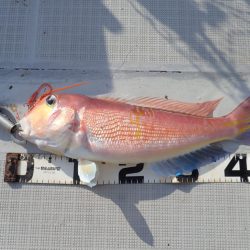 Aquanaut(アクアノート) 釣果