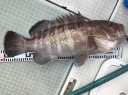 さぶろう丸 釣果