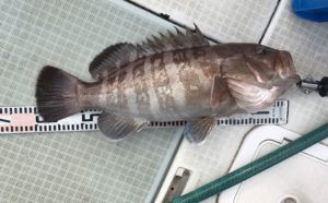 さぶろう丸 釣果