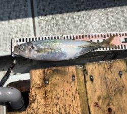 さぶろう丸 釣果