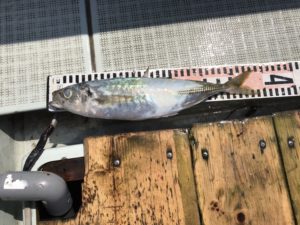 さぶろう丸 釣果