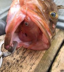 さぶろう丸 釣果