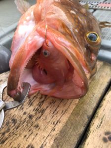 さぶろう丸 釣果