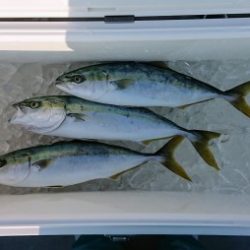 火遠理丸(ほおりまる) 釣果