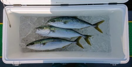 火遠理丸(ほおりまる) 釣果