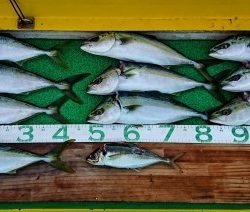 火遠理丸(ほおりまる) 釣果