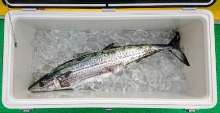 火遠理丸(ほおりまる) 釣果