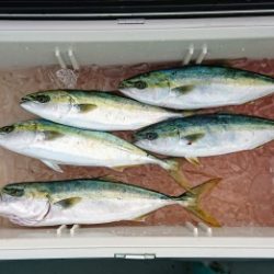 火遠理丸(ほおりまる) 釣果