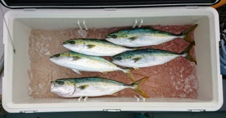 火遠理丸(ほおりまる) 釣果