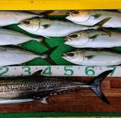 火遠理丸(ほおりまる) 釣果